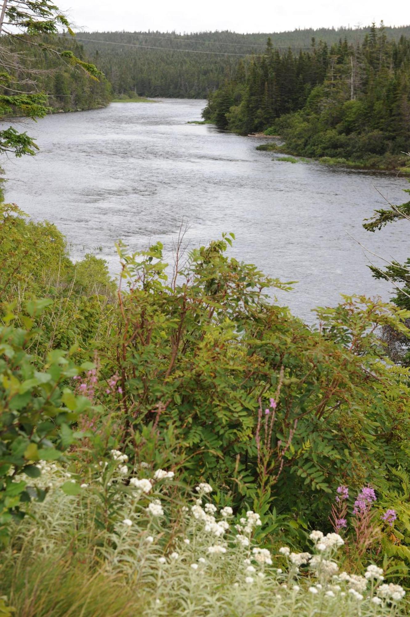 Riverside Chalets River of Ponds Экстерьер фото